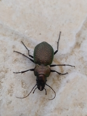 Carabus lusitanicus