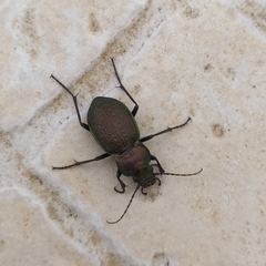 Carabus lusitanicus