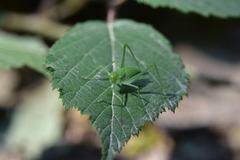 Poecilimon schmidtii