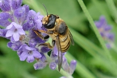 Megachile ericetorum