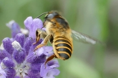 Megachile ericetorum