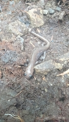 Hynobius arisanensis