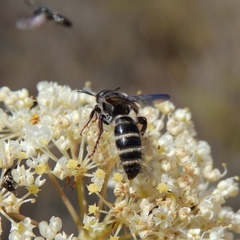 Colpa quinquecincta
