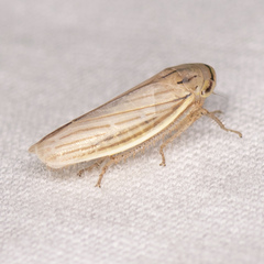 Athysanus argentarius