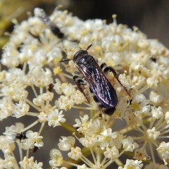 Colpa quinquecincta