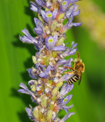 Anthophora californica