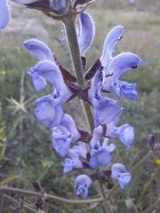 Salvia virgata
