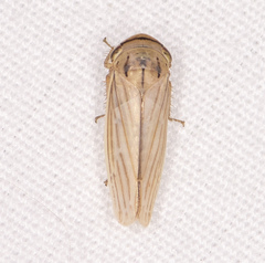 Athysanus argentarius