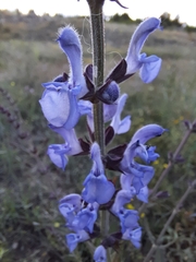 Salvia virgata