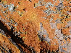 Xanthomendoza trachyphylla