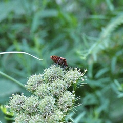 Graphosoma italicum italicum