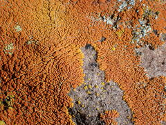 Xanthomendoza trachyphylla