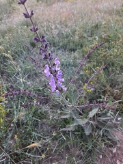 Salvia virgata