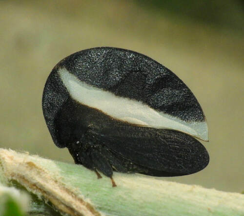 Membracis continua