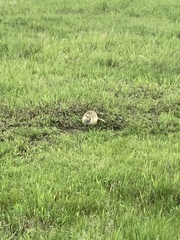 Urocitellus richardsonii