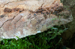 Hymenochaete carpatica