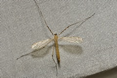 Limonia phragmitidis