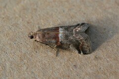 Acrobasis marmorea