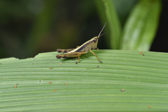 Phlaeoba infumata