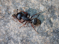 Camponotus modoc