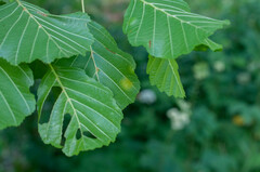 Taphrina sadebeckii