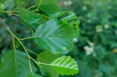 Taphrina sadebeckii