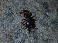 Camponotus modoc