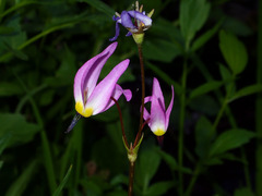 Primula tetrandra