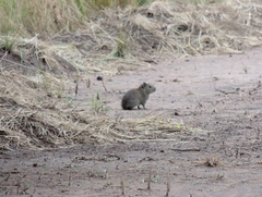 Galea leucoblephara