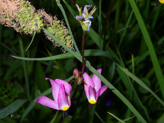 Primula tetrandra