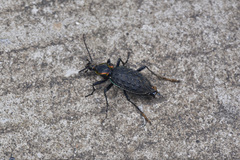 Carabus ignimitella