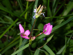 Primula tetrandra