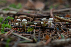 Marasmius wettsteinii