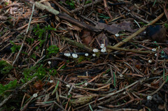 Marasmius wettsteinii