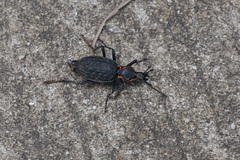 Carabus ignimitella