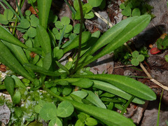 Primula tetrandra