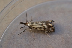 Chrysocrambus