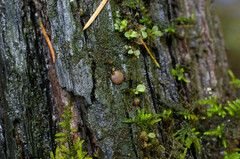 Adelphella babingtonii