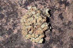 Protoparmeliopsis peltata
