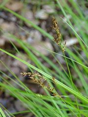 Carex elongata