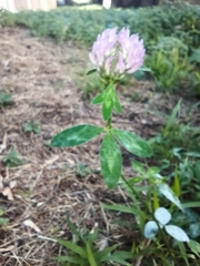 Trifolium pratense