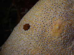 Polysyncraton