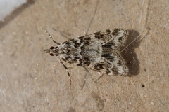 Eudonia mercurella