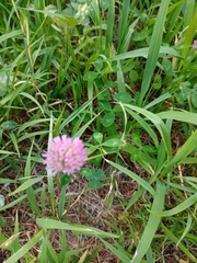 Trifolium pratense