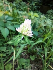 Trifolium pratense