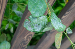 Podosphaera amelanchieris