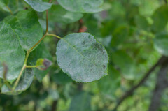 Podosphaera amelanchieris