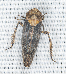 Paraphlepsius collitus