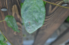 Podosphaera amelanchieris