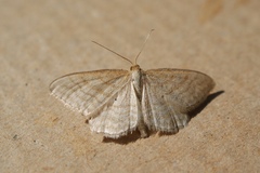 Idaea macilentaria